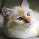 Warum eine heilige Burma-Katzenrasse nehmen?